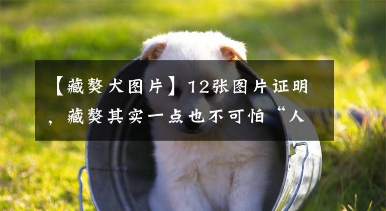 【藏獒犬图片】12张图片证明,藏獒其实一点也不可怕“人家也是超萌的狗狗呢”