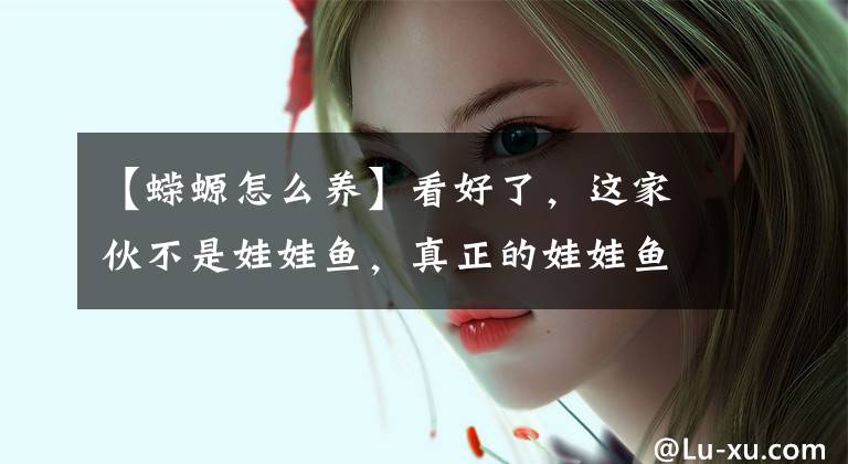 【蝾螈怎么养】看好了，这家伙不是娃娃鱼，真正的娃娃鱼个头大它10倍