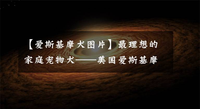 【爱斯基摩犬图片】最理想的家庭宠物犬——美国爱斯基摩犬