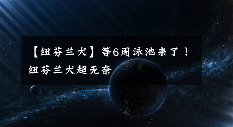 【纽芬兰犬】等6周泳池来了!纽芬兰犬超无奈