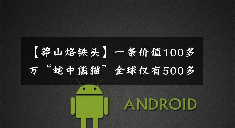 【莽山烙铁头】一条价值100多万“蛇中熊猫”全球仅有500多条,全在我国境内分布