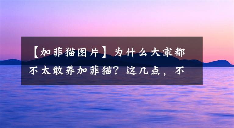 【加菲猫图片】为什么大家都不太敢养加菲猫?这几点,不是人人都能接受