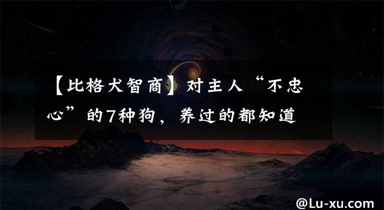 【比格犬智商】对主人“不忠心”的7种狗，养过的都知道