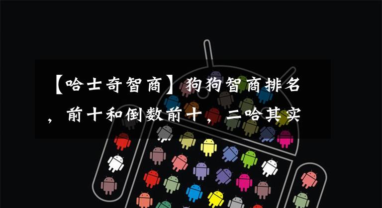 【哈士奇智商】狗狗智商排名,前十和倒数前十,二哈其实不错的