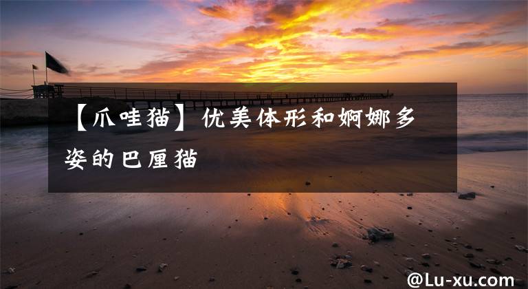 【爪哇猫】优美体形和婀娜多姿的巴厘猫