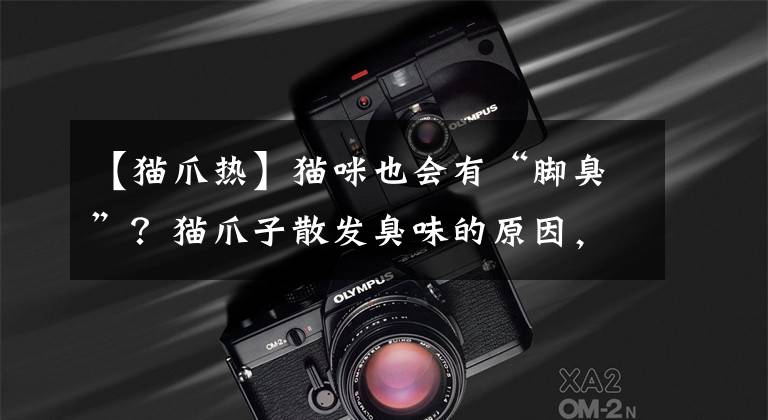 【猫爪热】猫咪也会有“脚臭”？猫爪子散发臭味的原因，你知道几个？