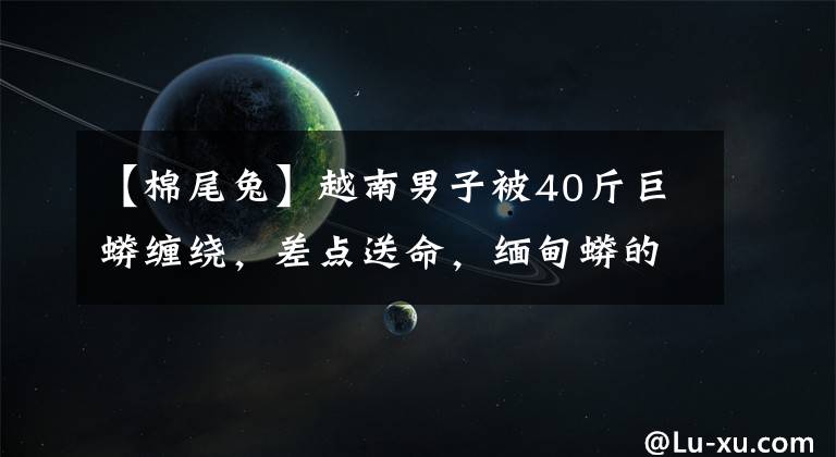 【棉尾兔】越南男子被40斤巨蟒缠绕,差点送命,缅甸蟒的攻击力到底有多强?