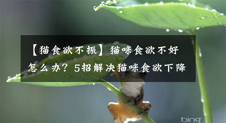 【猫食欲不振】猫咪食欲不好怎么办？5招解决猫咪食欲下降问题！