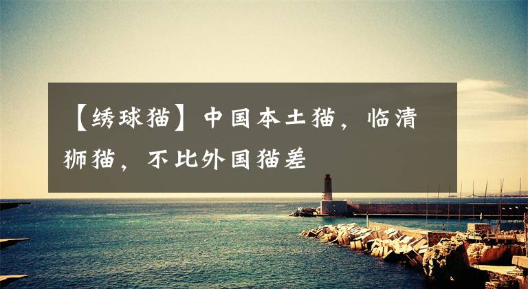 【绣球猫】中国本土猫，临清狮猫，不比外国猫差