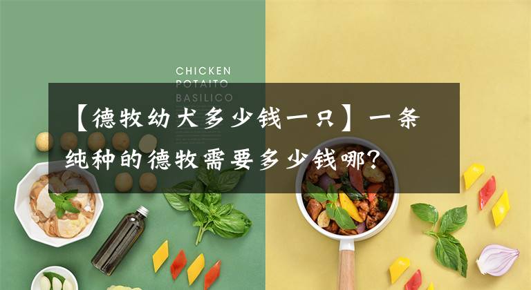 【德牧幼犬多少钱一只】一条纯种的德牧需要多少钱哪？