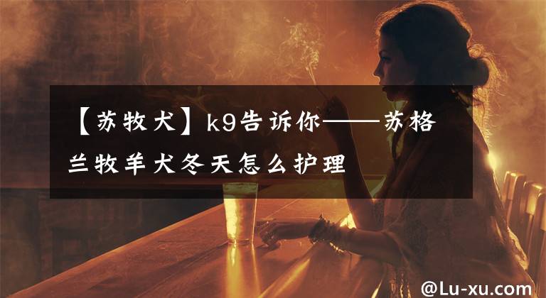 【苏牧犬】k9告诉你——苏格兰牧羊犬冬天怎么护理