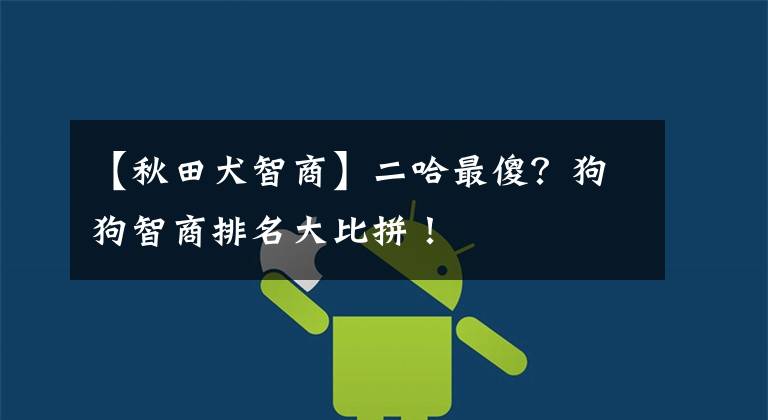 【秋田犬智商】二哈最傻?狗狗智商排名大比拼!