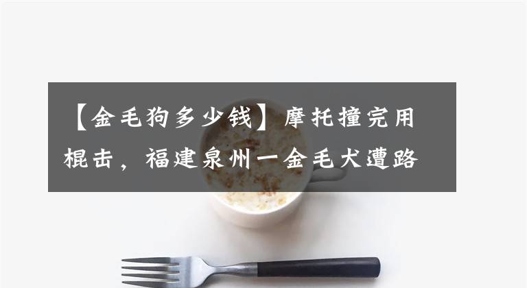 【金毛狗多少钱】摩托撞完用棍击，福建泉州一金毛犬遭路人虐打浑身是伤