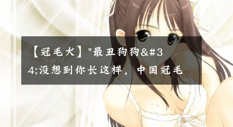 【冠毛犬】"最丑狗狗"没想到你长这样，中国冠毛犬