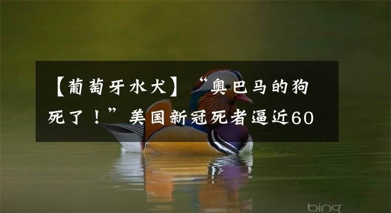 【葡萄牙水犬】“奥巴马的狗死了！”美国新冠死者逼近60万，美媒心疼的却是它