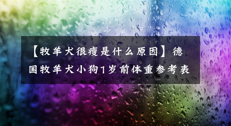 【牧羊犬很瘦是什么原因】德国牧羊犬小狗1岁前体重参考表