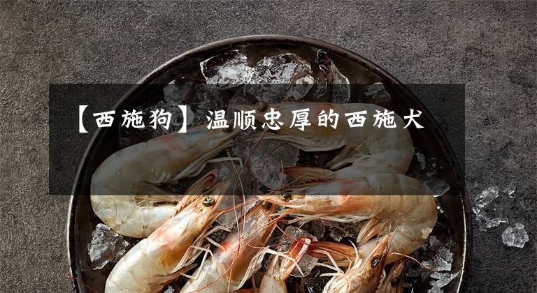 【西施狗】温顺忠厚的西施犬