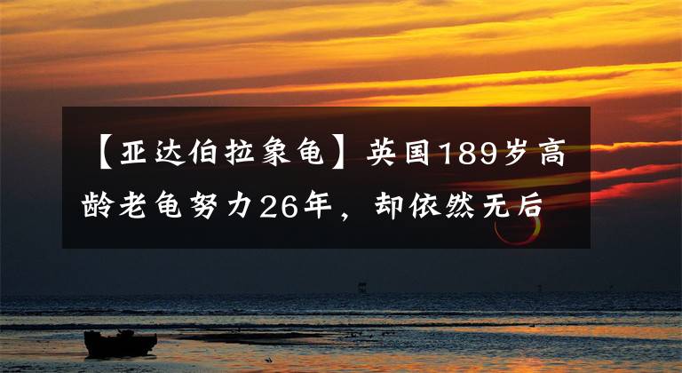 【亚达伯拉象龟】英国189岁高龄老龟努力26年,却依然无后代,兽医:伴侣也是公的