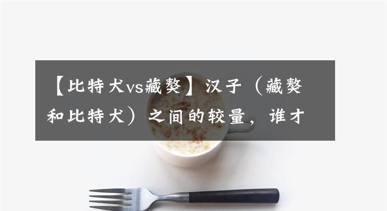 【比特犬vs藏獒】汉子(藏獒和比特犬)之间的较量,谁才是真正的英雄?