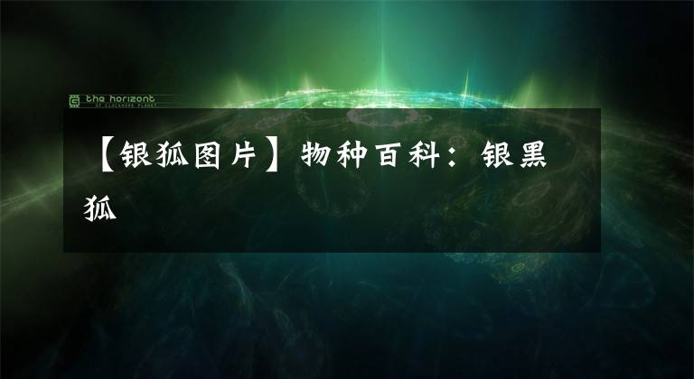 【银狐图片】物种百科：银黑狐
