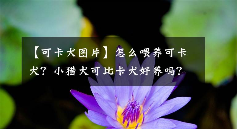 【可卡犬图片】怎么喂养可卡犬?小猎犬可比卡犬好养吗?