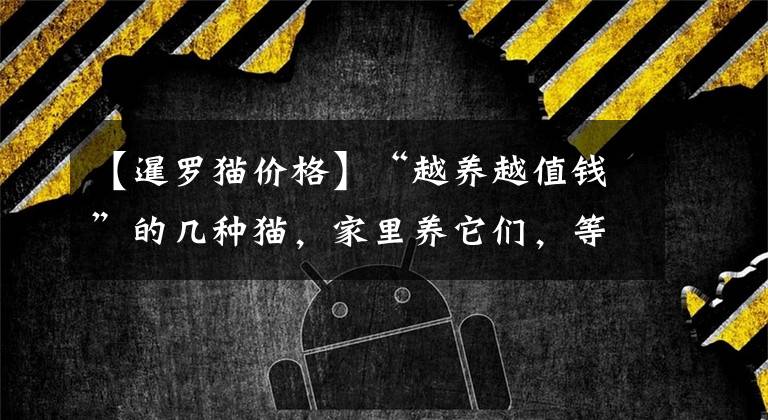 【暹罗猫价格】“越养越值钱”的几种猫，家里养它们，等同于投资