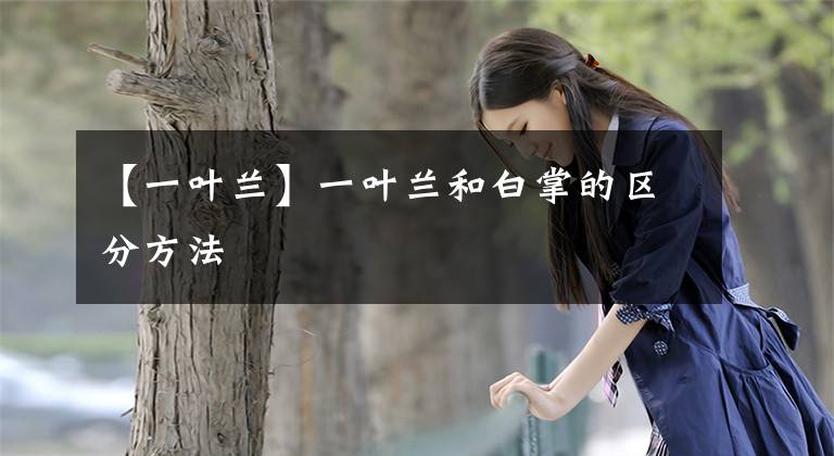 【一叶兰】一叶兰和白掌的区分方法