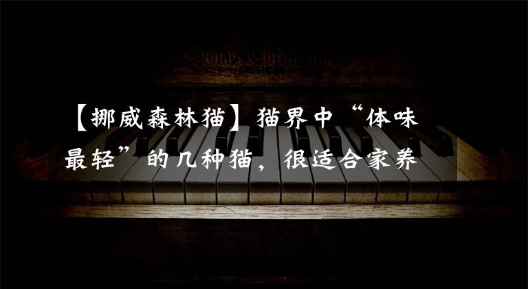 【挪威森林猫】猫界中“体味最轻”的几种猫,很适合家养,有你家猫吗?