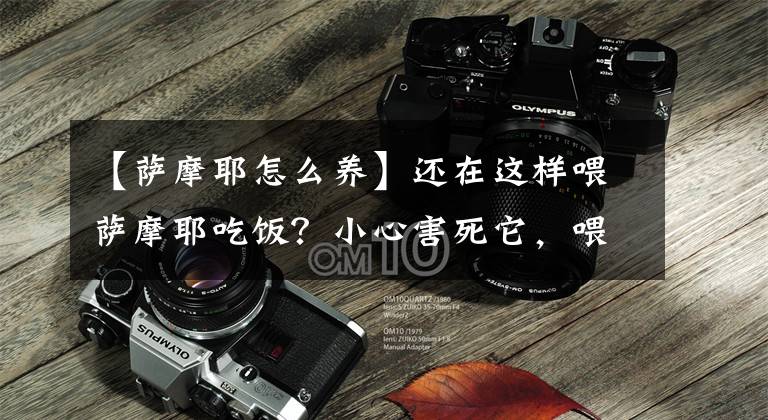 【萨摩耶怎么养】还在这样喂萨摩耶吃饭?小心害死它,喂食6大忌你犯了几个?