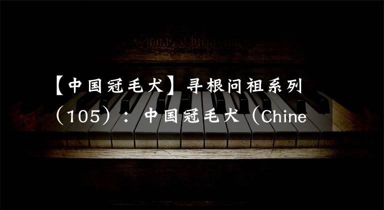 【中国冠毛犬】寻根问祖系列（105）：中国冠毛犬（Chinese Crested）