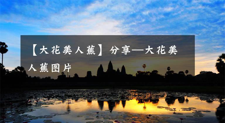 【大花美人蕉】分享—大花美人蕉图片