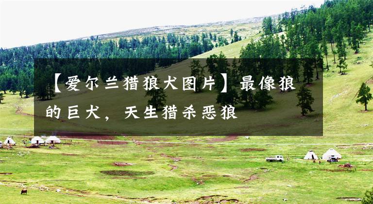 【爱尔兰猎狼犬图片】最像狼的巨犬，天生猎杀恶狼