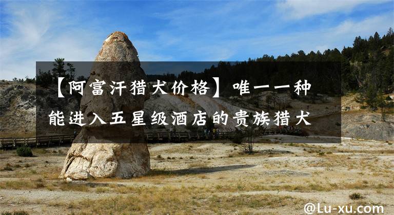 【阿富汗猎犬价格】唯一一种能进入五星级酒店的贵族猎犬,阿富汗猎犬