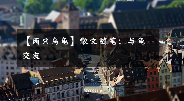 【两只乌龟】散文随笔:与龟交友