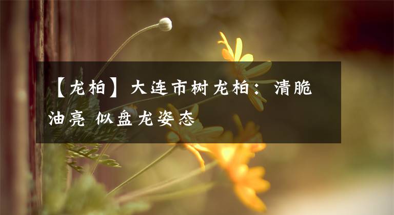 【龙柏】大连市树龙柏：清脆油亮 似盘龙姿态