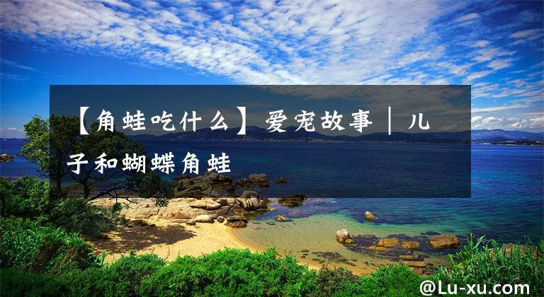【角蛙吃什么】爱宠故事｜儿子和蝴蝶角蛙