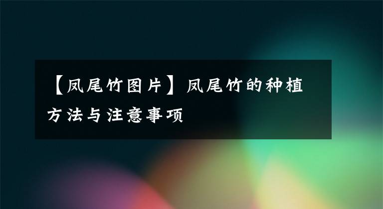 【凤尾竹图片】凤尾竹的种植方法与注意事项