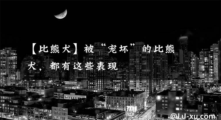【比熊犬】被“宠坏”的比熊犬，都有这些表现