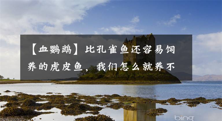 【血鹦鹉】比孔雀鱼还容易饲养的虎皮鱼，我们怎么就养不好呢？