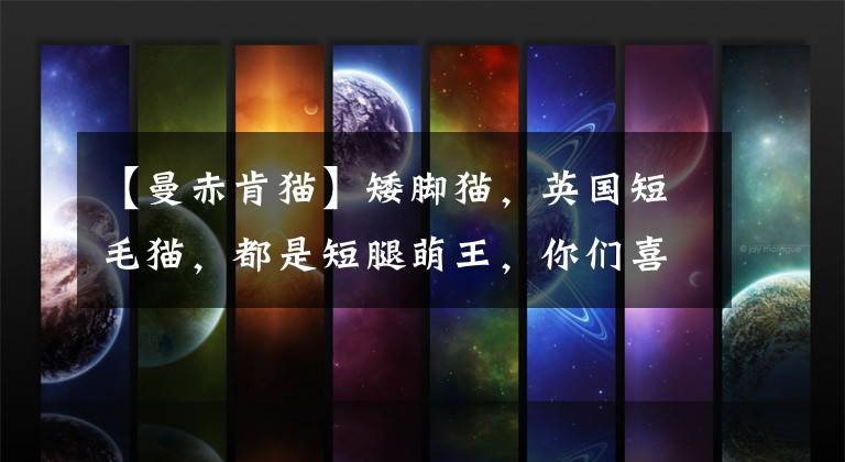 【曼赤肯猫】矮脚猫,英国短毛猫,都是短腿萌王,你们喜欢哪种种类的猫呢?