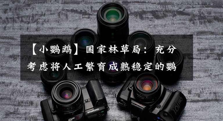 【小鹦鹉】国家林草局：充分考虑将人工繁育成熟稳定的鹦鹉列入相应目录