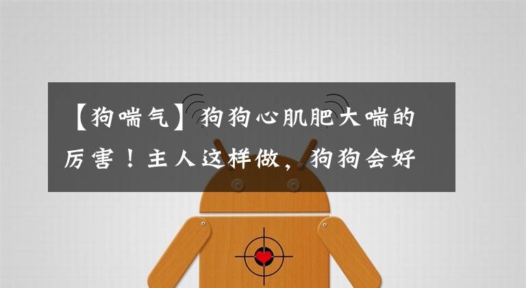 【狗喘气】狗狗心肌肥大喘的厉害!主人这样做,狗狗会好受很多