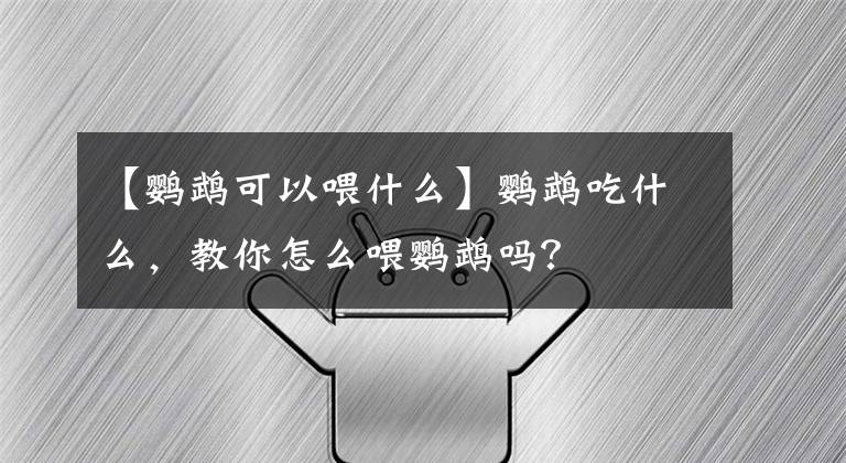 【鹦鹉可以喂什么】鹦鹉吃什么,教你怎么喂鹦鹉吗?