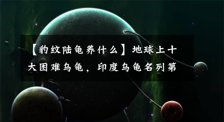 【豹纹陆龟养什么】地球上十大困难乌龟，印度乌龟名列第一。你养过一样东西吗？