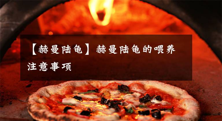 【赫曼陆龟】赫曼陆龟的喂养注意事项