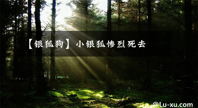 【银狐狗】小银狐惨烈死去