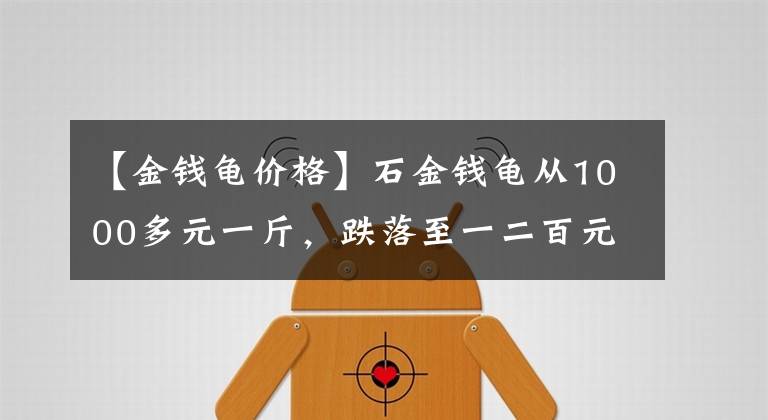 【金钱龟价格】石金钱龟从1000多元一斤，跌落至一二百元一斤，小农养殖户苦