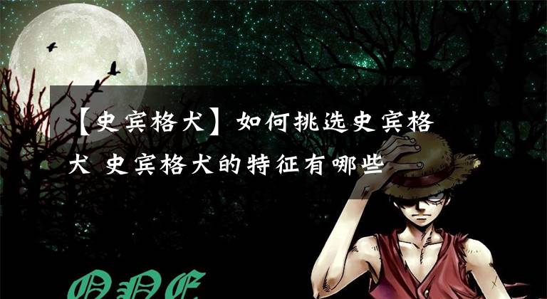 【史宾格犬】如何挑选史宾格犬 史宾格犬的特征有哪些