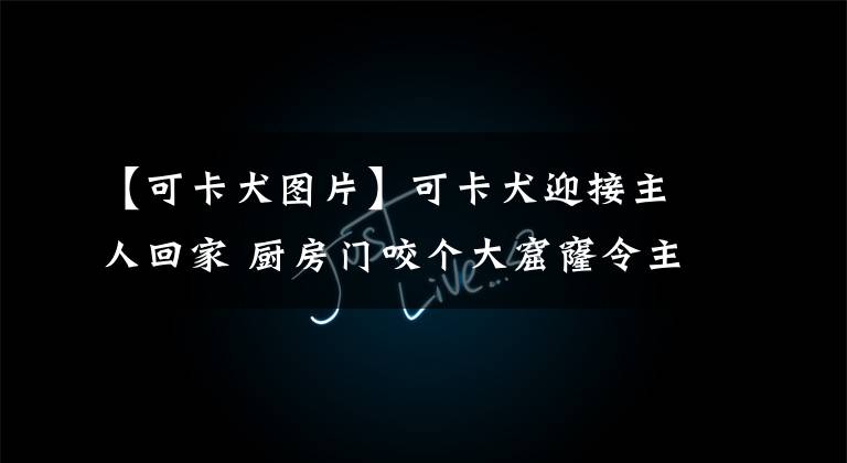 【可卡犬图片】可卡犬迎接主人回家 厨房门咬个大窟窿令主人无语