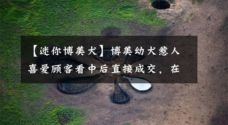 【迷你博美犬】博美幼犬惹人喜爱顾客看中后直接成交，在商贩车上抱着拍照合影！